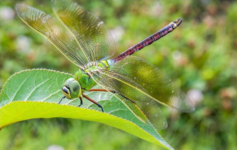 物种百科碧伟蜓