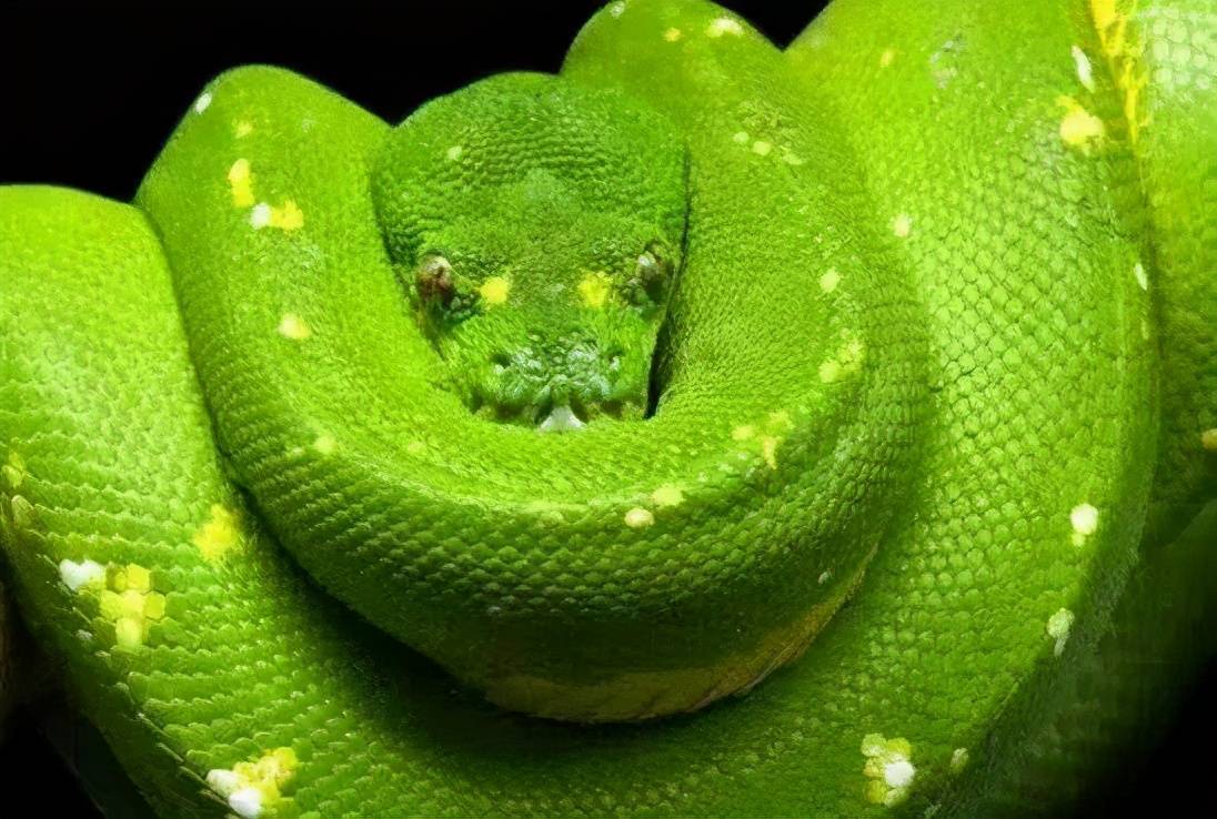 绿蛇 曼巴图片