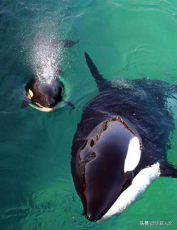 一对可爱的虎鲸母子▼宝贝,在外面受委屈了吧哎呦,前面好像有好戏看▼