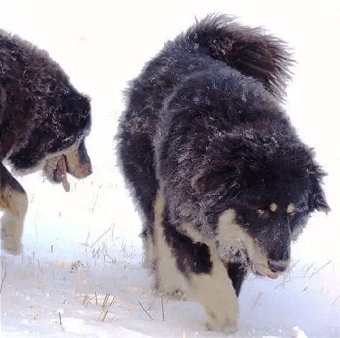 蒙古牧羊犬和蒙古獒图片