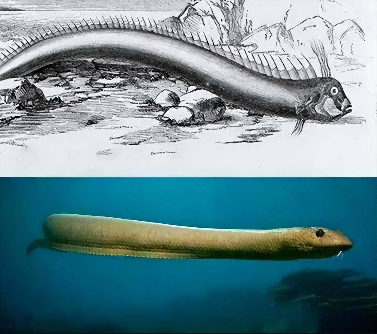 1亿年前,蛇的祖先独立进化26次,只为失去双腿,为何要这么做?