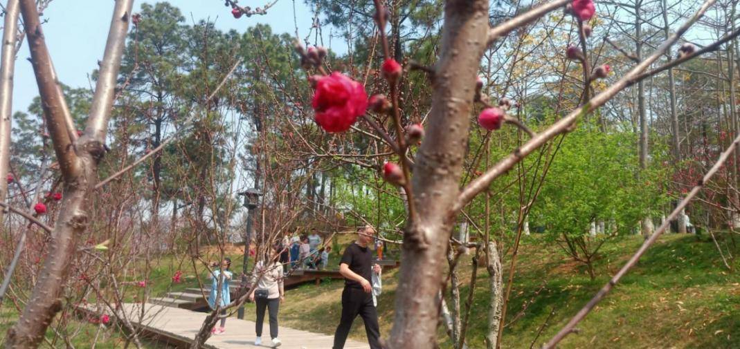 【七律】《走笔晋江八仙山》庄灿煌