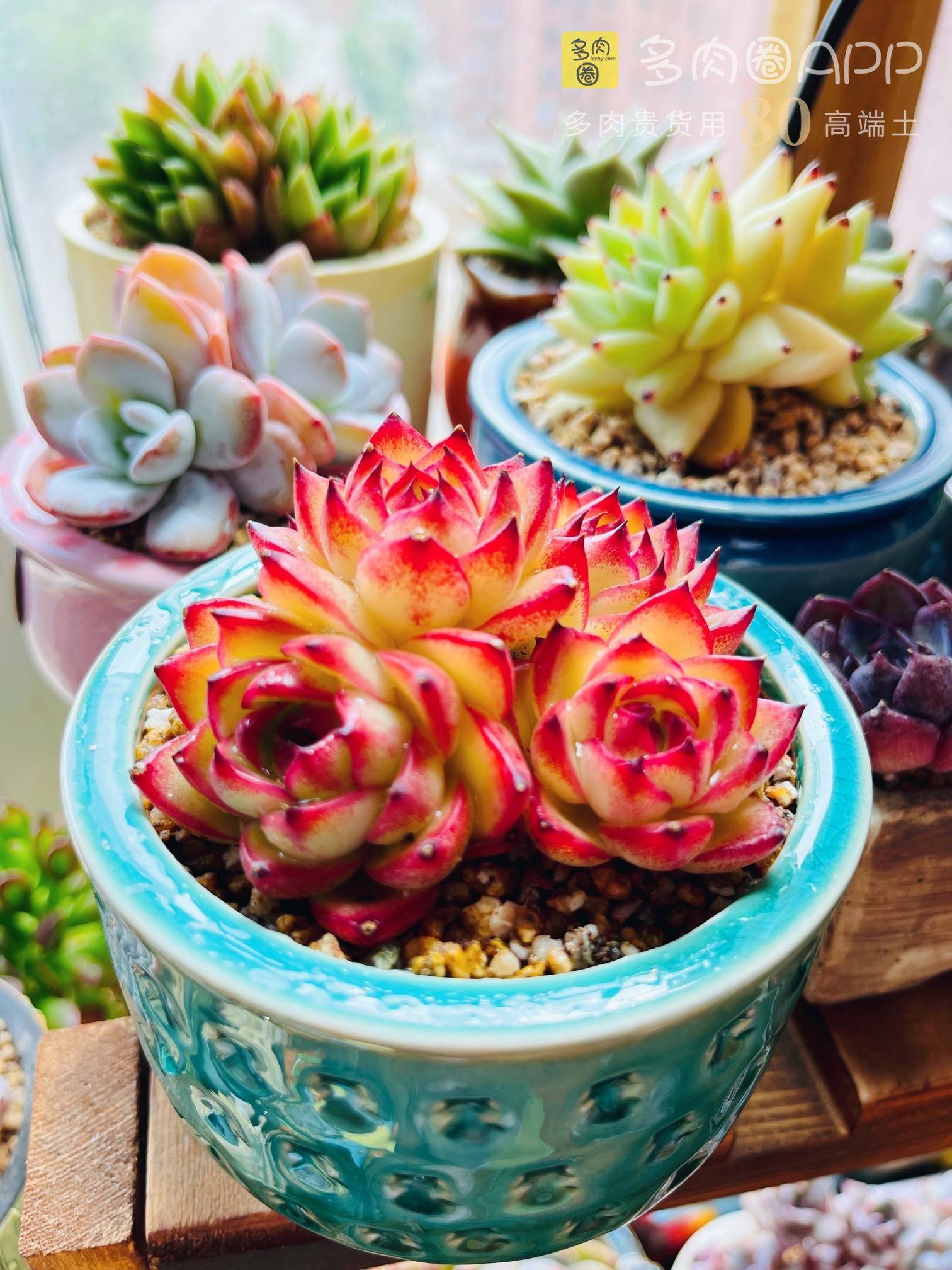 多肉植物喜欢什么样的土 选对土让肉肉更好 船长80土值得拥有 土壤 根系 花市