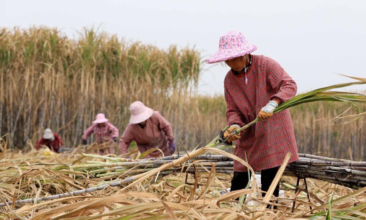 原创广西来宾妇女砍甘蔗一天可赚300元比种甘蔗还赚钱不过真累