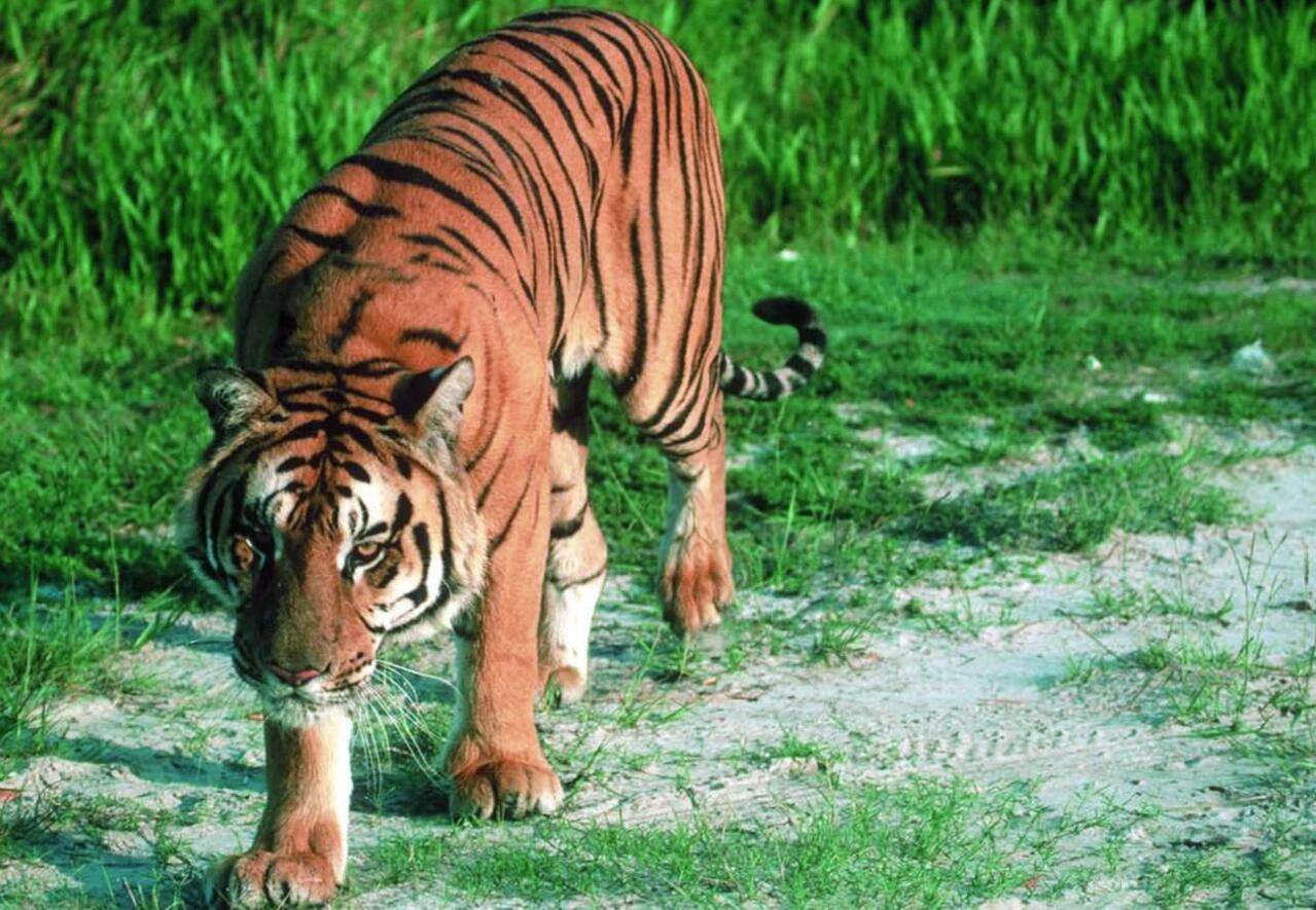 除非一些永远禁止的区域,所以如果野生华南虎出现了"重复进化",那么也