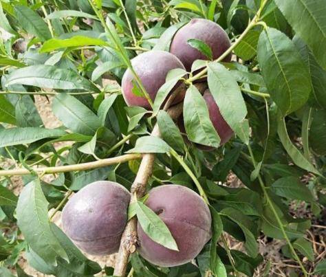 农村自家庭院种一颗这果树,耐寒耐旱易养活,产量很高能拿出卖钱_黑桃_