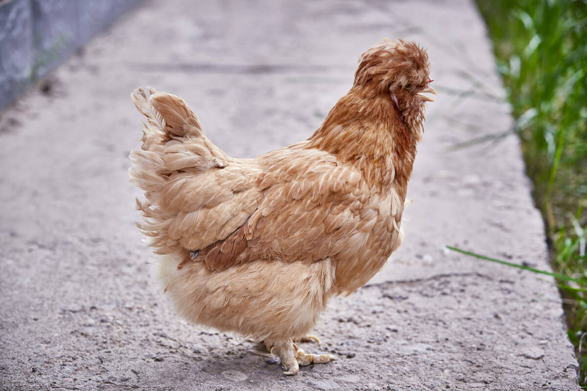 兽医知识科普鸡马立克病