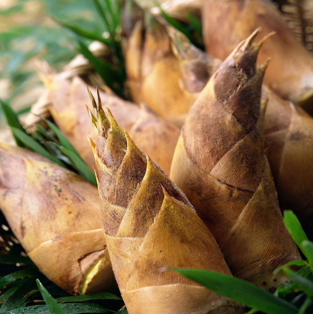 原创买竹笋应该怎么挑老菜农教你几招以后别买错了难吃还浪费钱