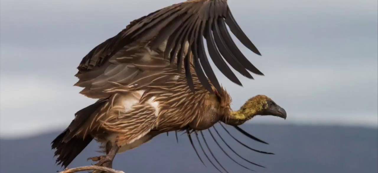 非洲秃鹫连续出现大死亡事件,百毒不侵的草原清道夫怎么了?