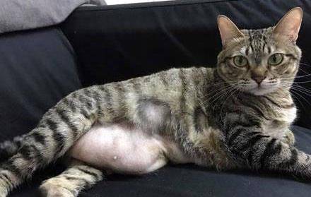 猫咪肚子特别大,圆鼓鼓的是怎么回事_积水_腹腔_异常情况