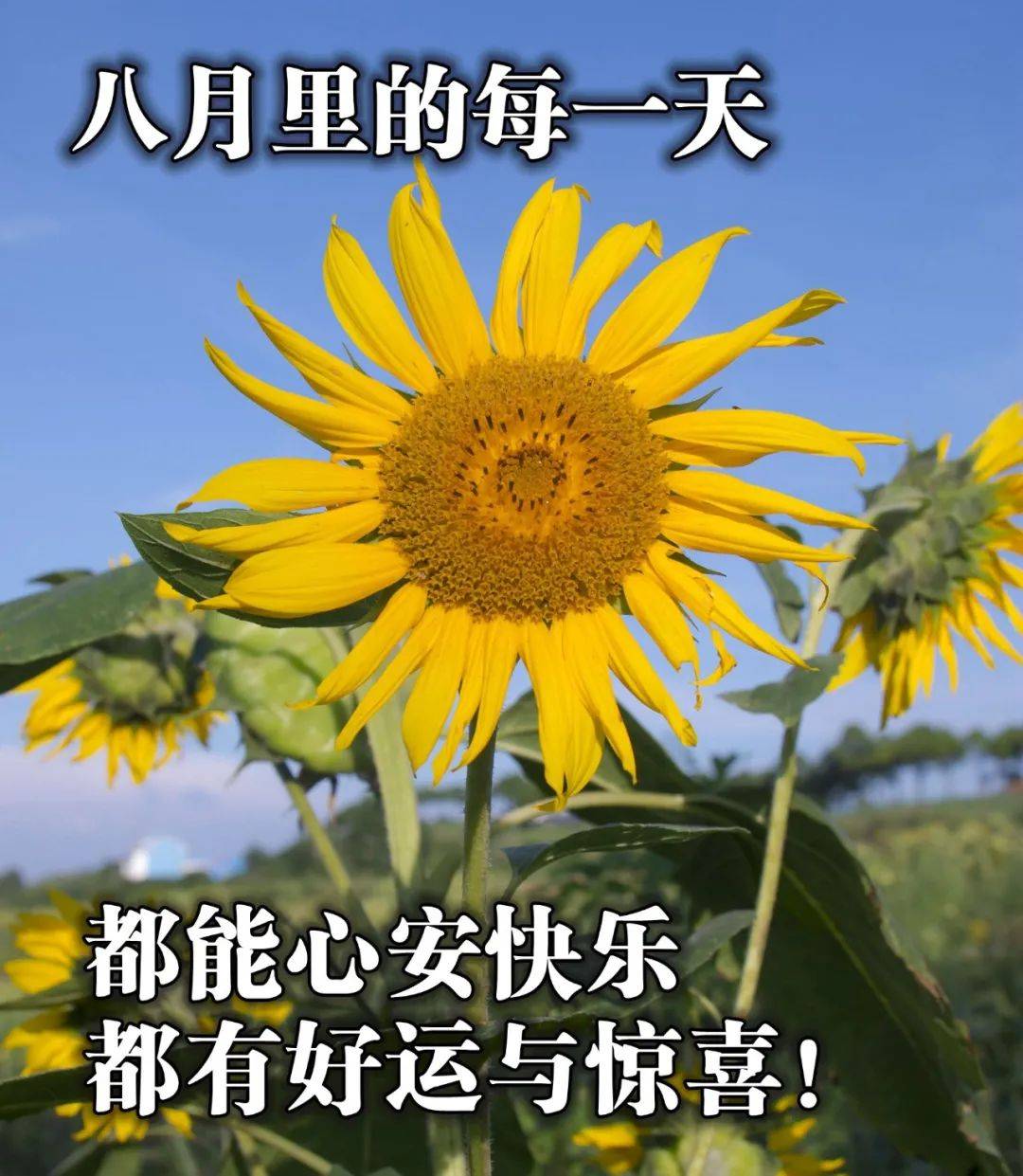 八月节早上好图片图片