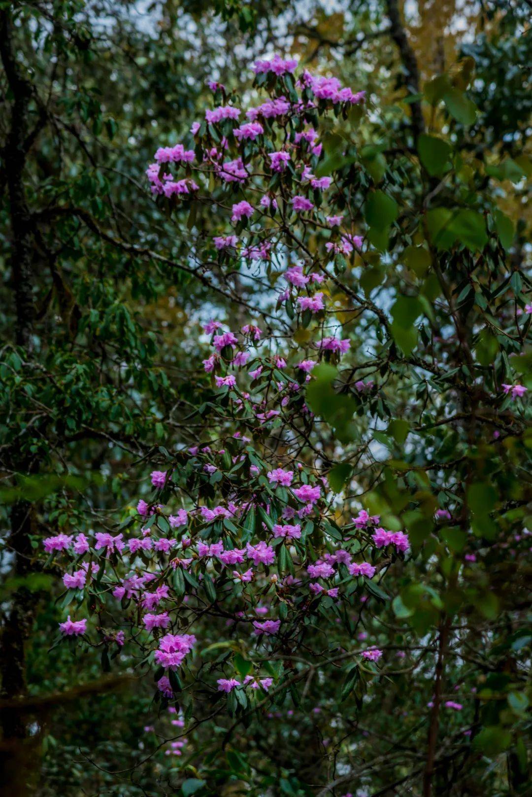 大理暑期徒步追花之旅|登宾川鸡足山，遇见高山杜鹃花！