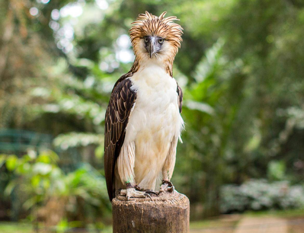 菲律宾神奇动物图鉴_via_世界_自然