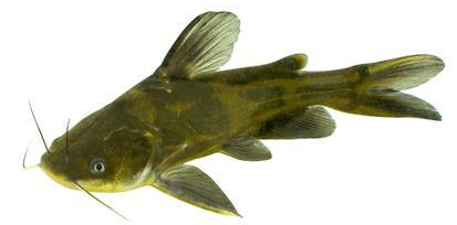 2021中国农业农村重大新产品:黄颡鱼新品种"黄优1号"_养殖_选育_的