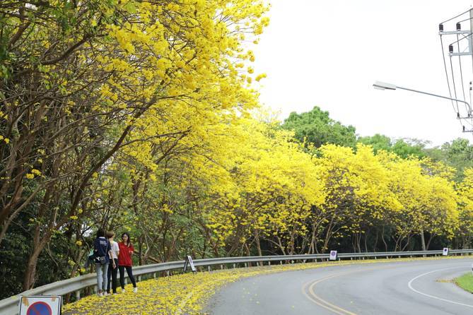 「泰国清莱皇太后大学周边」✅ 泰国皇太后大学相当于国内什么大学