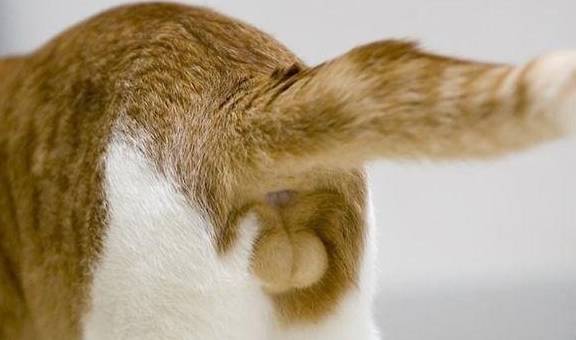 萌萌猫咪屁股羊毛毡壁饰 喵星人光靠屁股就能萌翻全世界 金玉 尾巴 作品