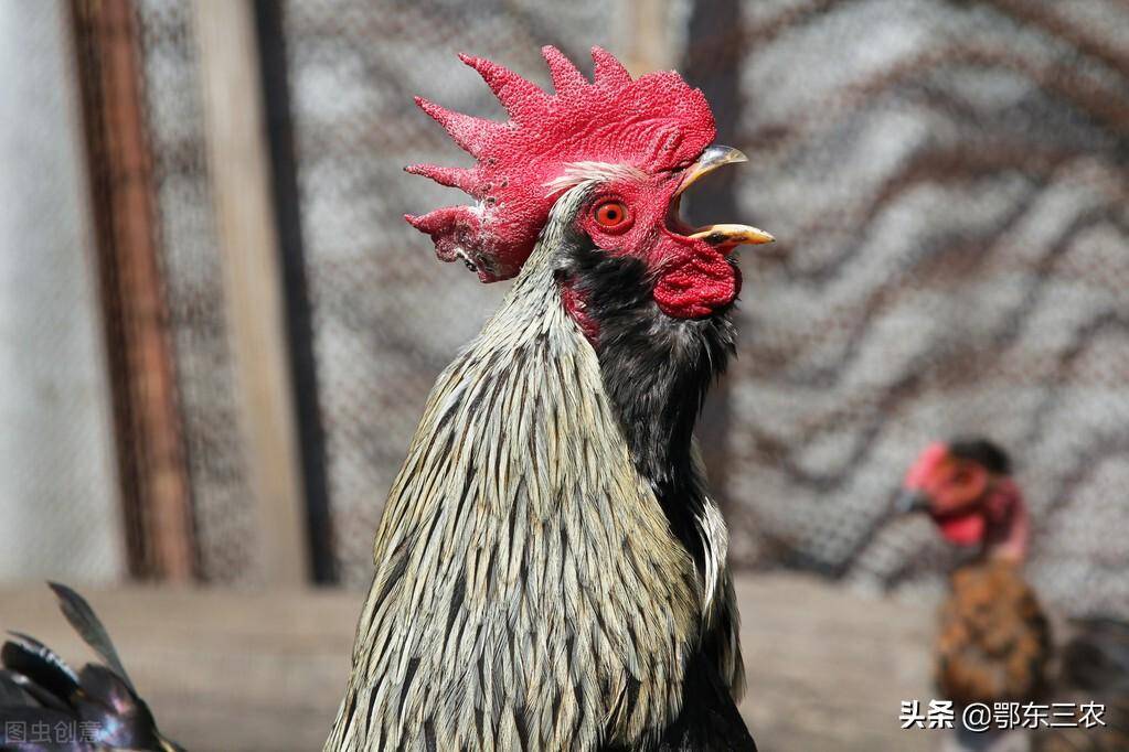 原創公雞打鳴不奇怪母雞打鳴才奇怪是啥原因為什麼母雞不打鳴