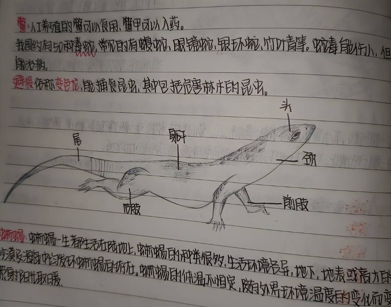 中学生“生物笔记”走红，字迹清晰且画工精湛，是值得学习的榜样