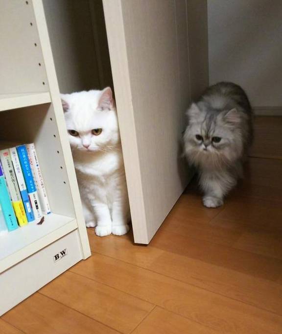 公猫求爱被拒后,偷偷躲在门后面,趁母猫过来时,立马伸出猫爪~_时候