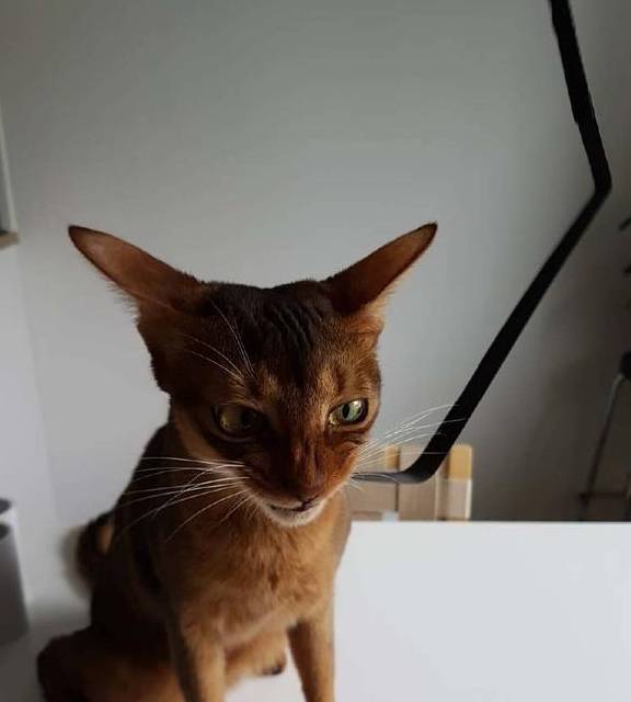 这种猫咪可能被哈士奇给附体了,举手投足间都像成了精的表情包_哈士奇