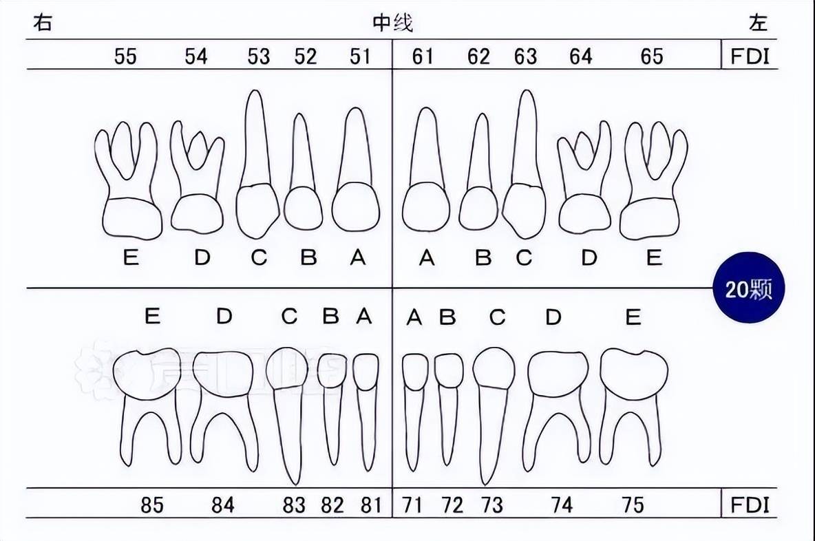 识别乳牙和恒牙的方法