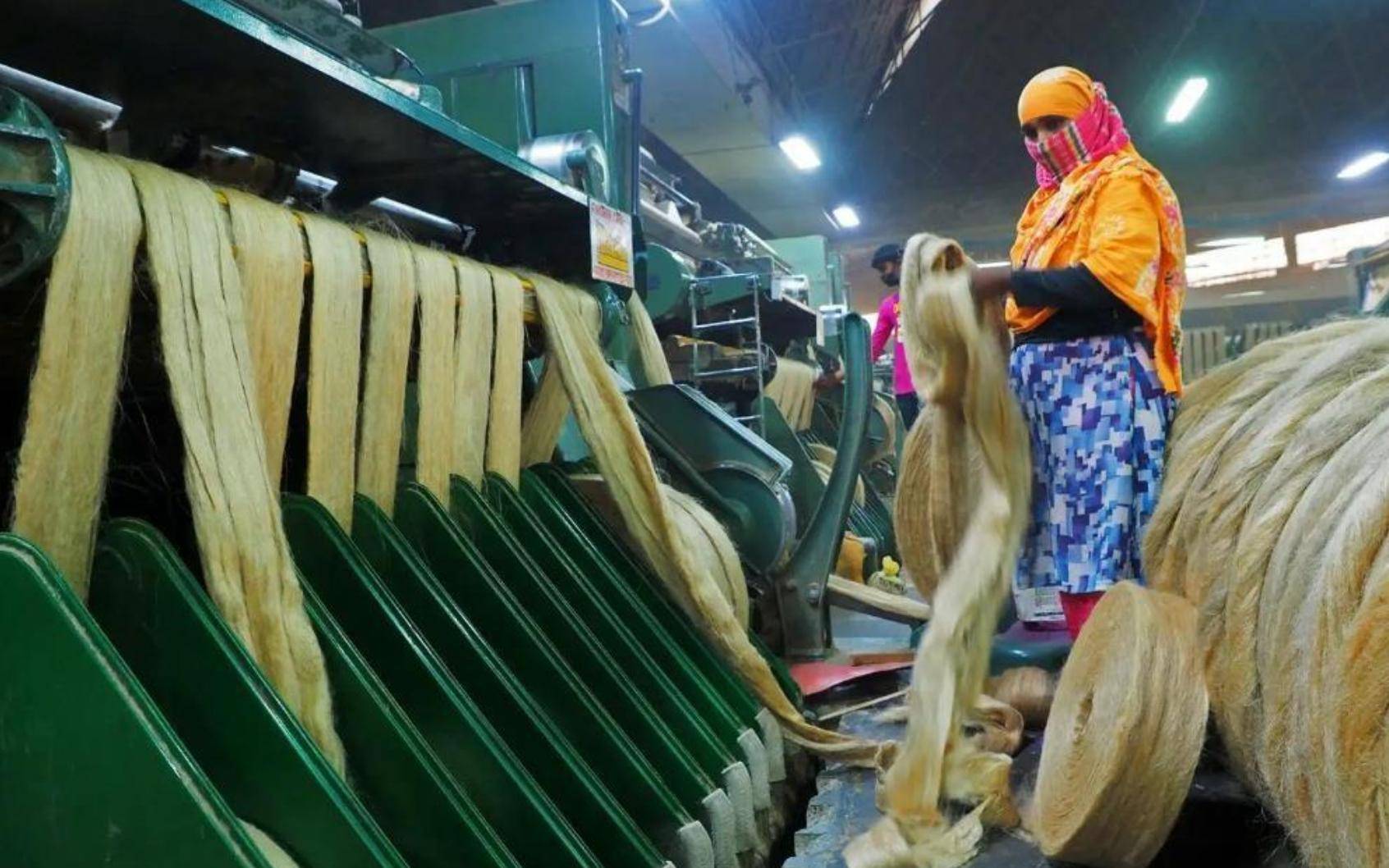 原创中国无人种的黄麻为何却被印度当成铁饭碗养活近千万人