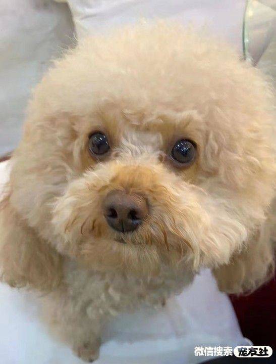 街道群裕小区31栋宠物特征:没尾巴报酬感谢:帮忙找回 报酬感谢橘色 公