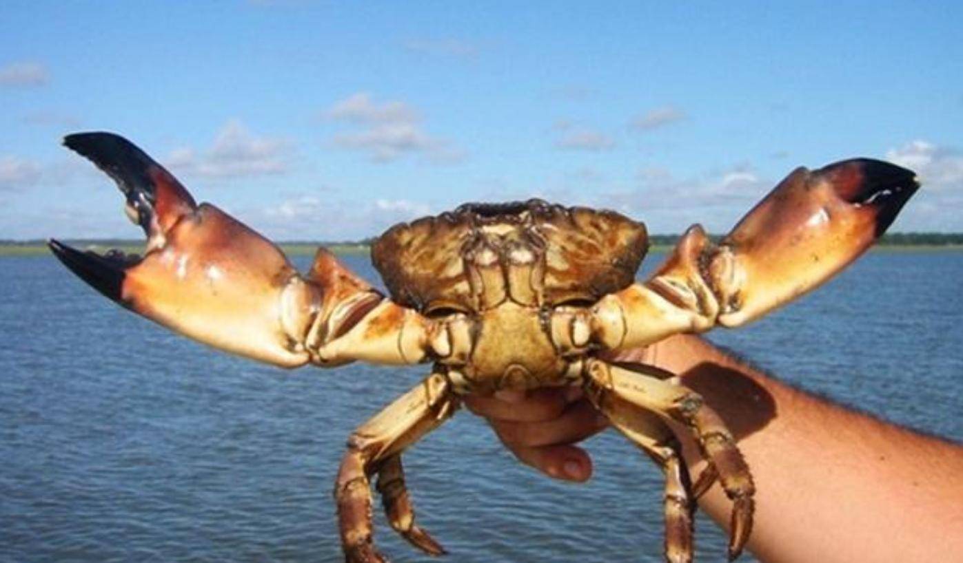 一旦失去钳子,将会给佛罗里达石蟹带来一段时间的不便