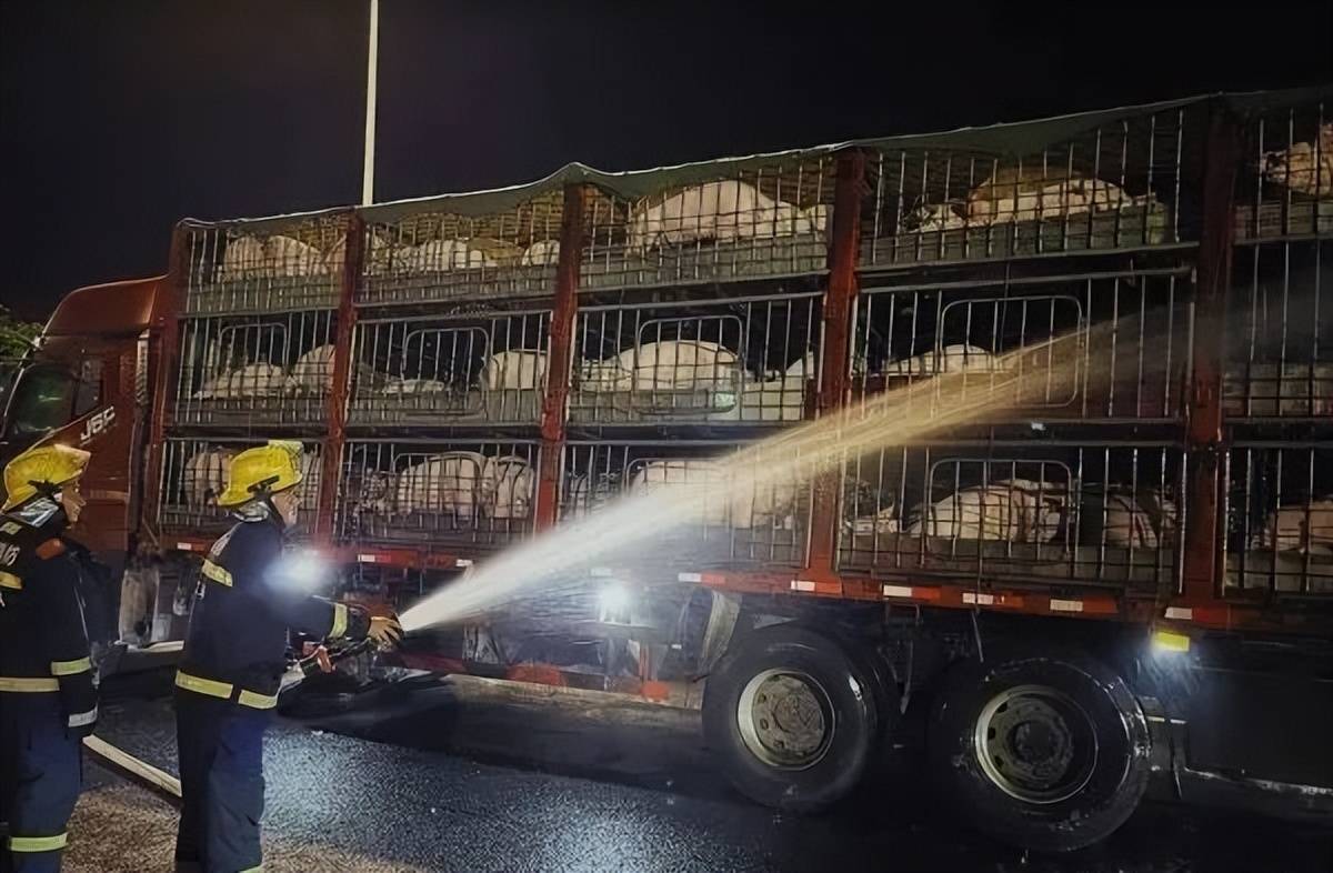 "我车上装了120头肉猪,天气太热了,猪可能不行了,请你们赶紧过来帮