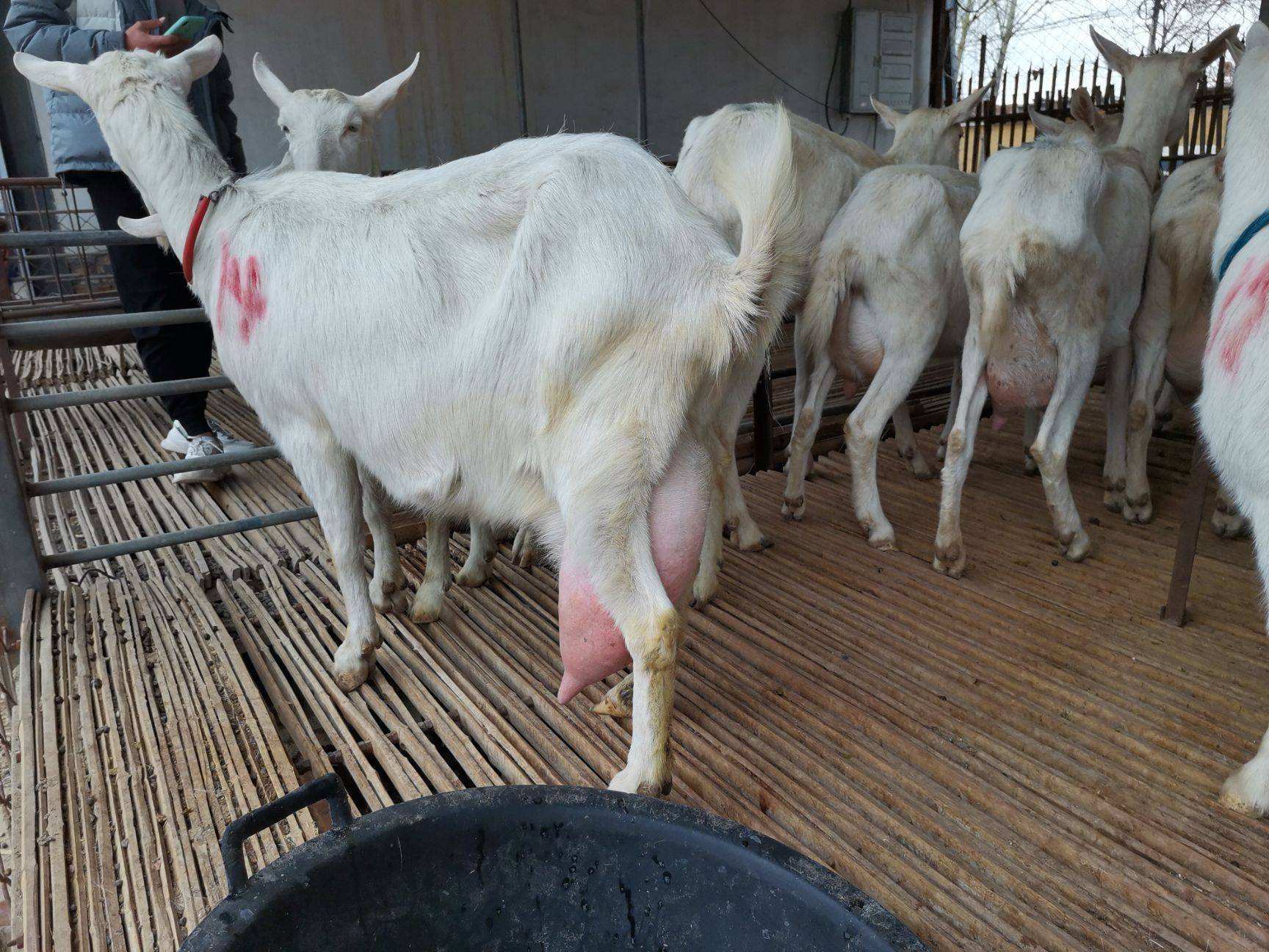 原创母羊一直叫是什么情况羊总是叫唤什么原因本文告诉你