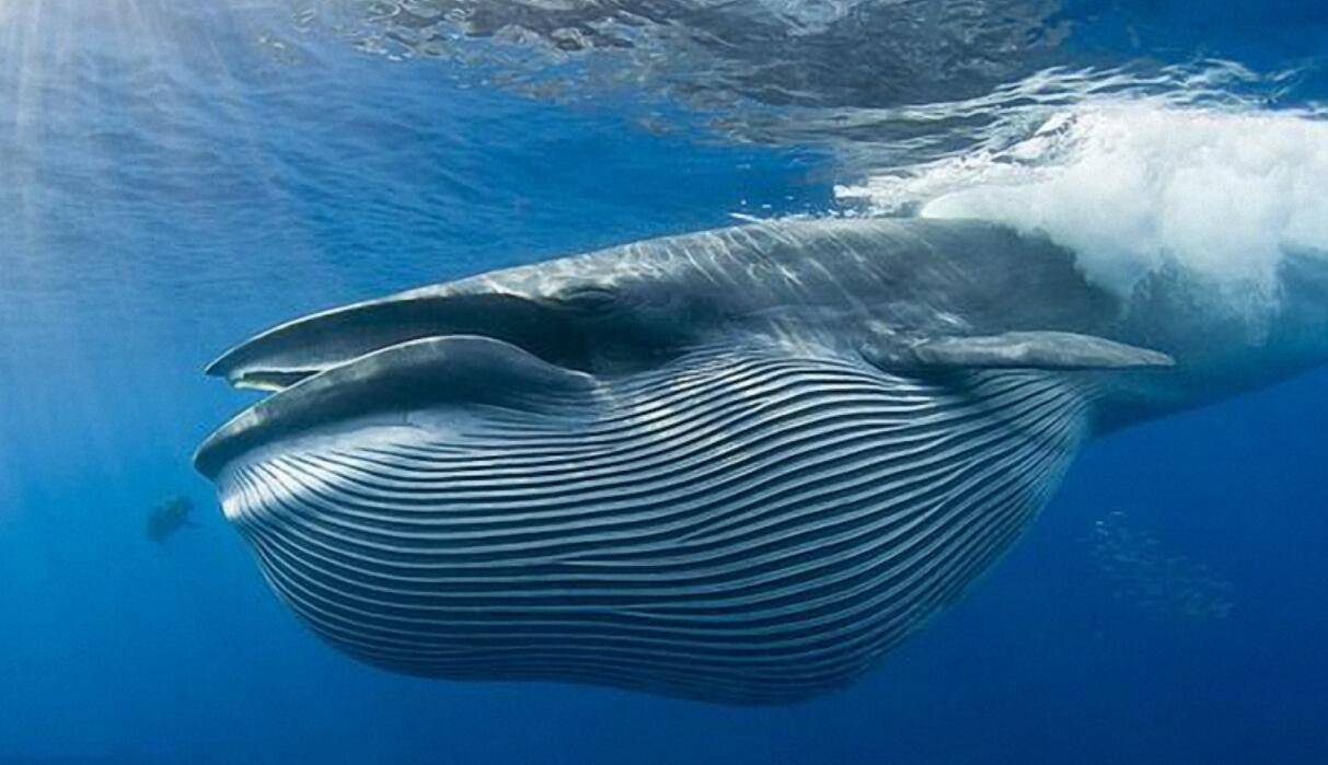 蓝鲸能长那么大的秘诀是啥?抢占底层资源,自己的粮食自己种