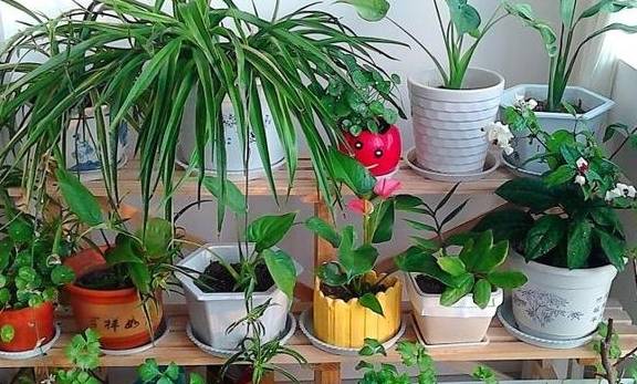 他养花 自制 有机肥 1月只浇 2瓶盖 效果惊人 花肥不用买 花卉 肥料 补充
