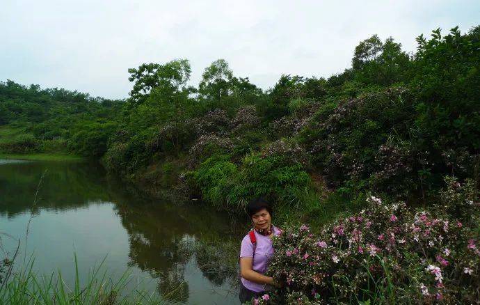 在满山遍野的稔子花中寻找童年的记忆