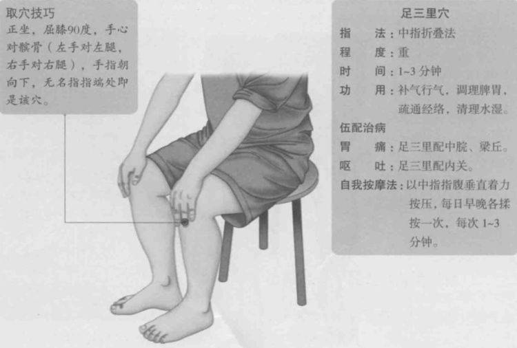 足三里的准确位置图,足三里穴的功效与作用_按摩_阳明_功能