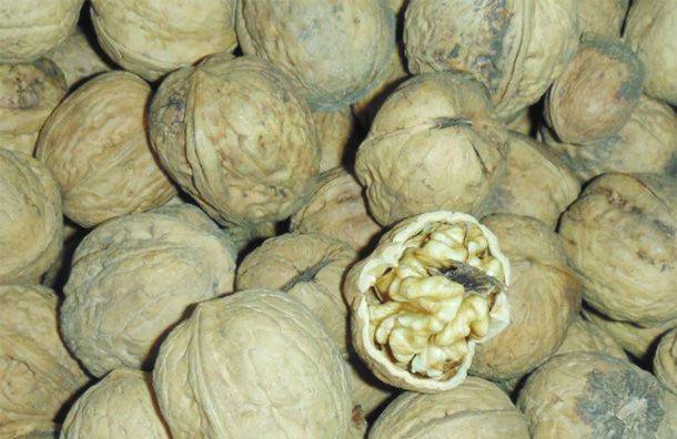 这样的坚果多半已经受到了黄曲霉素的污染了,尤其是核桃,杏仁,花生