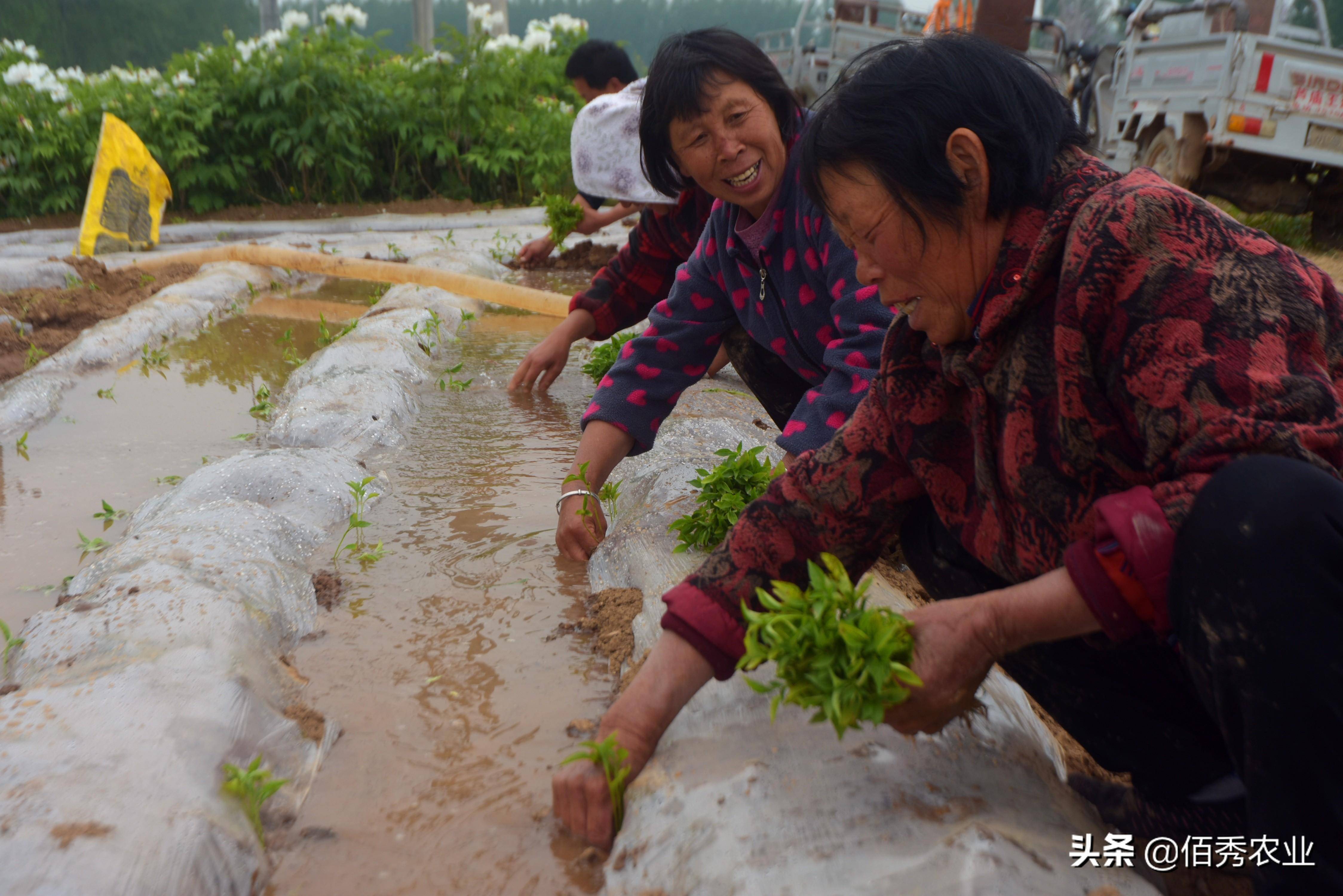 乐鱼体育官方网站：乐鱼体育官网在线：网app：春节临近农民开始关注节后种植9个“种植宝典”帮你解惑(图6)