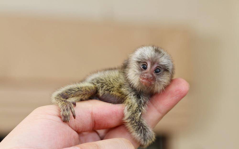 世界上最“迷你”的猴子，体型跟老鼠一样大小，无奈被鸟类捕食