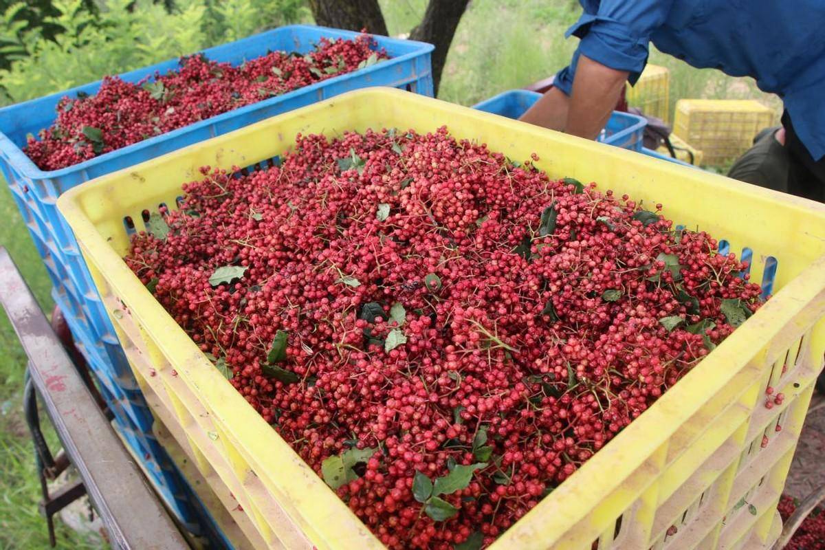 彬州市永乐镇千亩花椒园撑起群众致富路