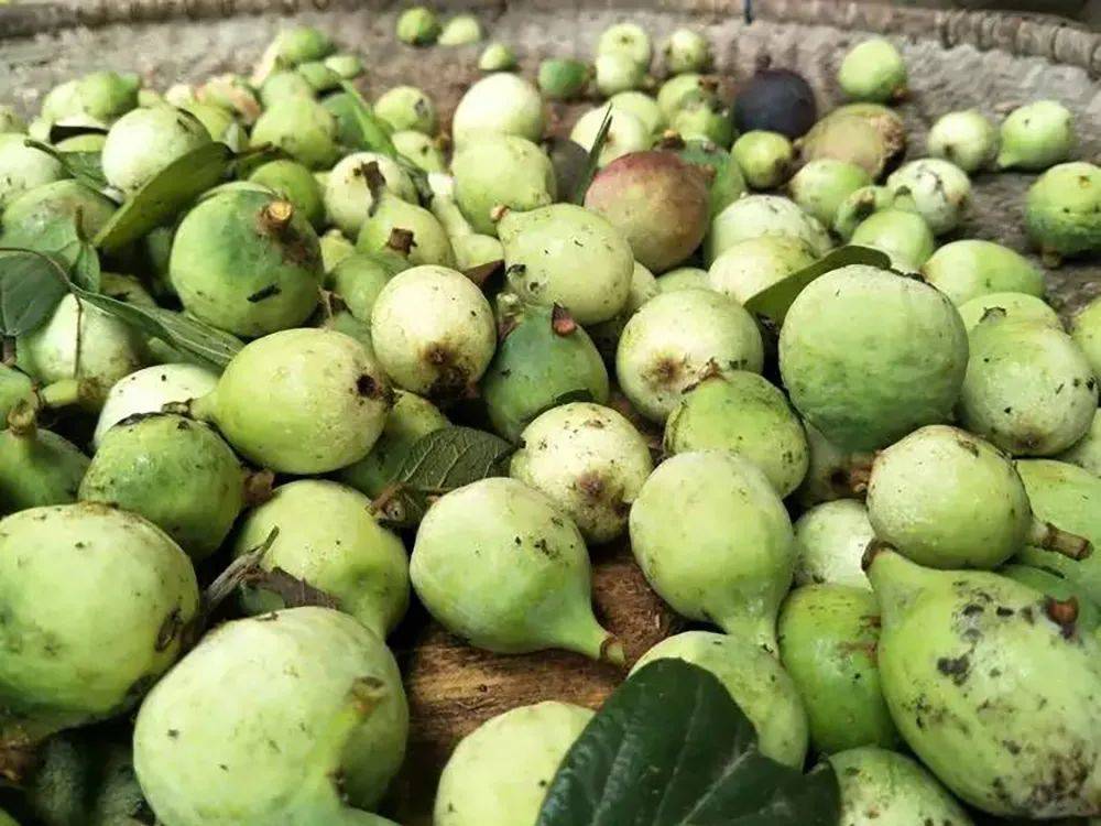 不过,薜荔虽然和无花果是亲戚,但它却不能像无花果那样直接食用,至于