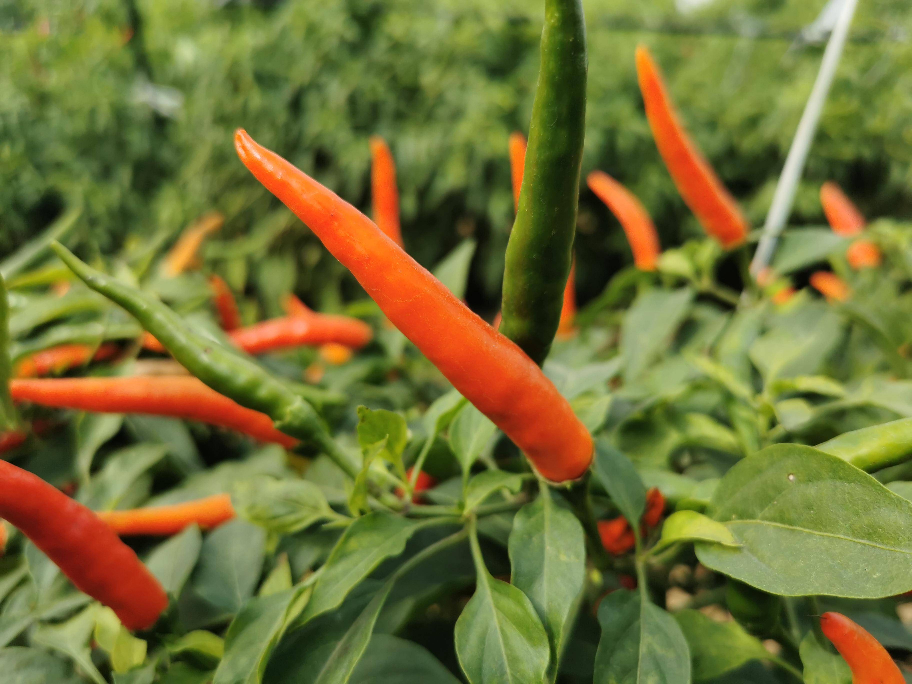 原创产量高辣味浓一次种植可多次采收的高产朝天椒品种