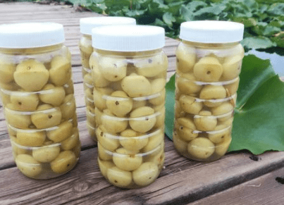 不知道大家是否品尝过余甘果或者余甘果制品,鉴于余甘果丰富的营养