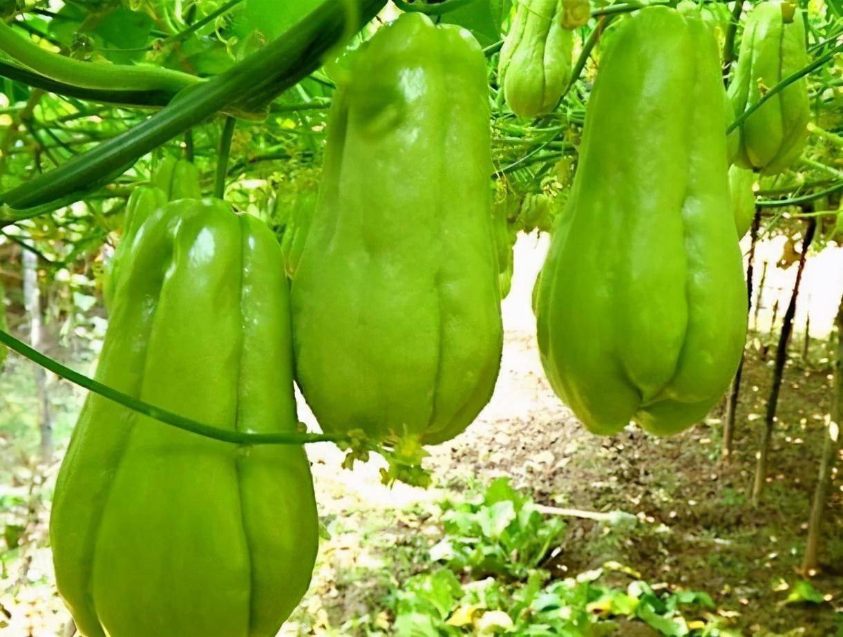 如何在家中空地栽培佛手瓜呢一次种植够吃几年