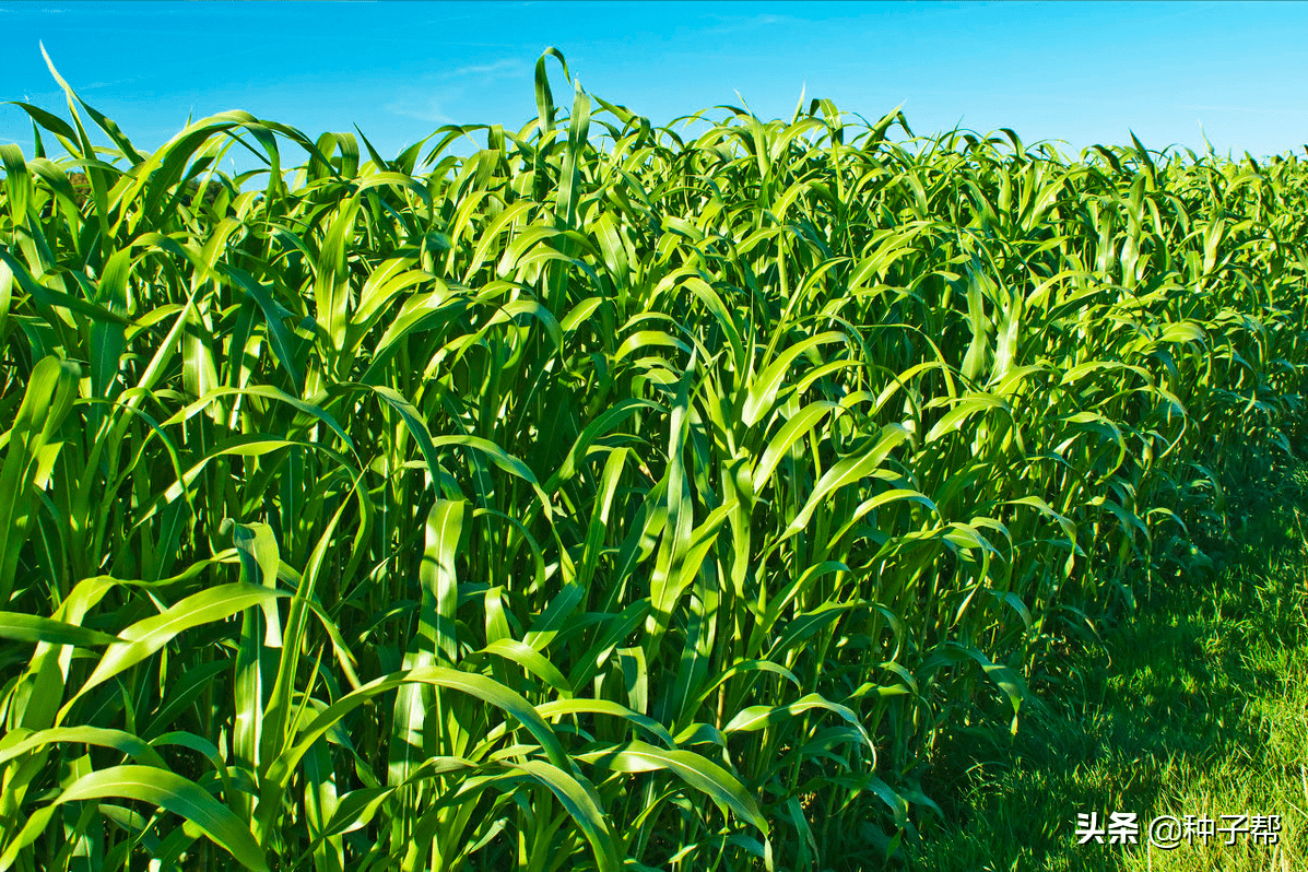 菊苣_营养_黑麦草