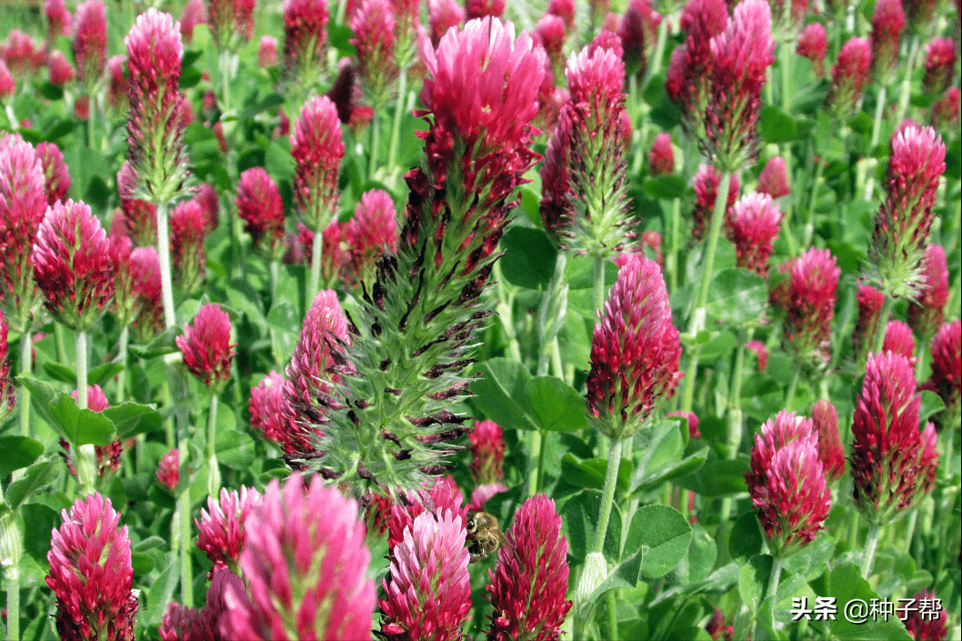 绛三叶用途广泛,种植简单,可以作牧草,绿肥,绿植,护