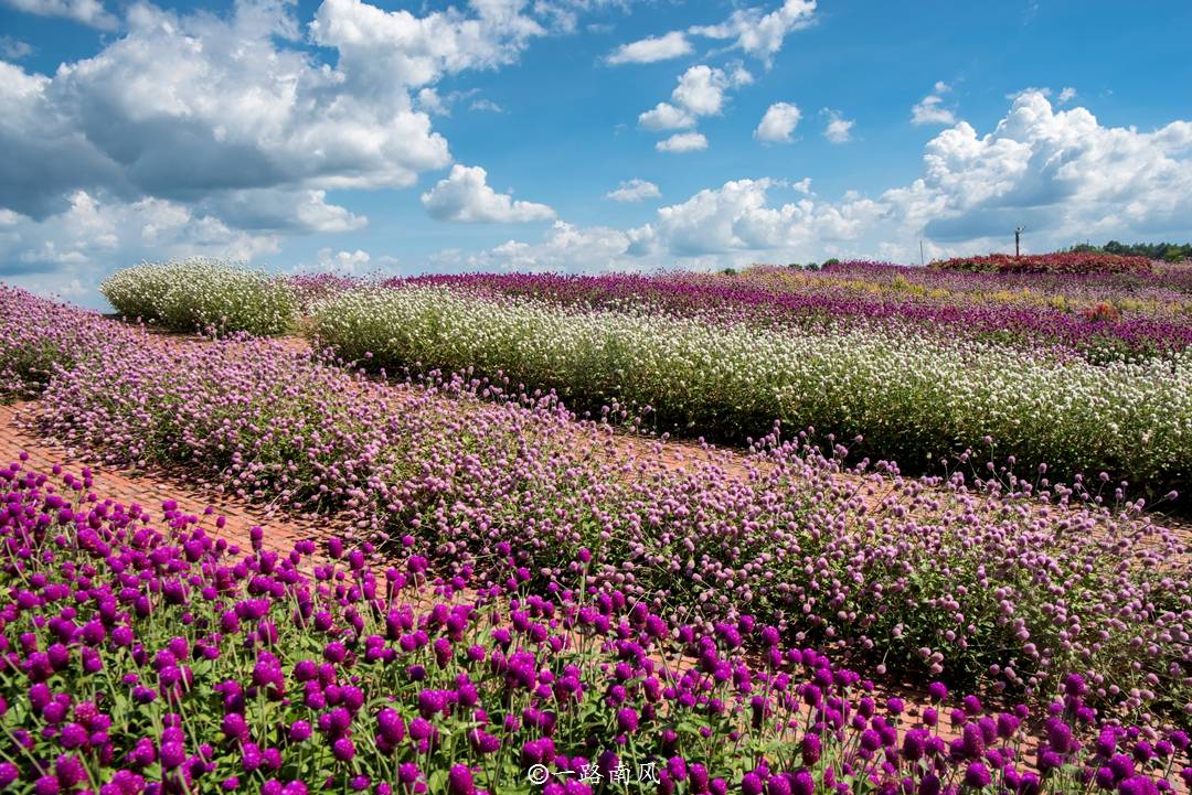 原创肇庆又有一个网红景区千亩花海犹如童话世界距离高铁站12公里