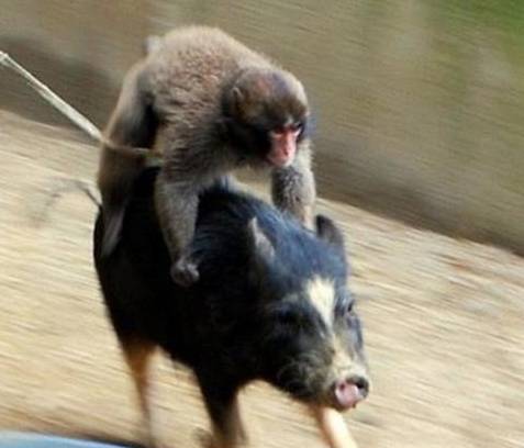 猴子和猪成了好朋友,每天都骑在猪背上,这不是大师兄和二师弟吗_野猪