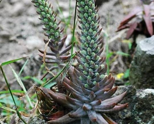 另外,瓦松还是一种用处非常广的药材,关于它的药用价值古代的医书很早