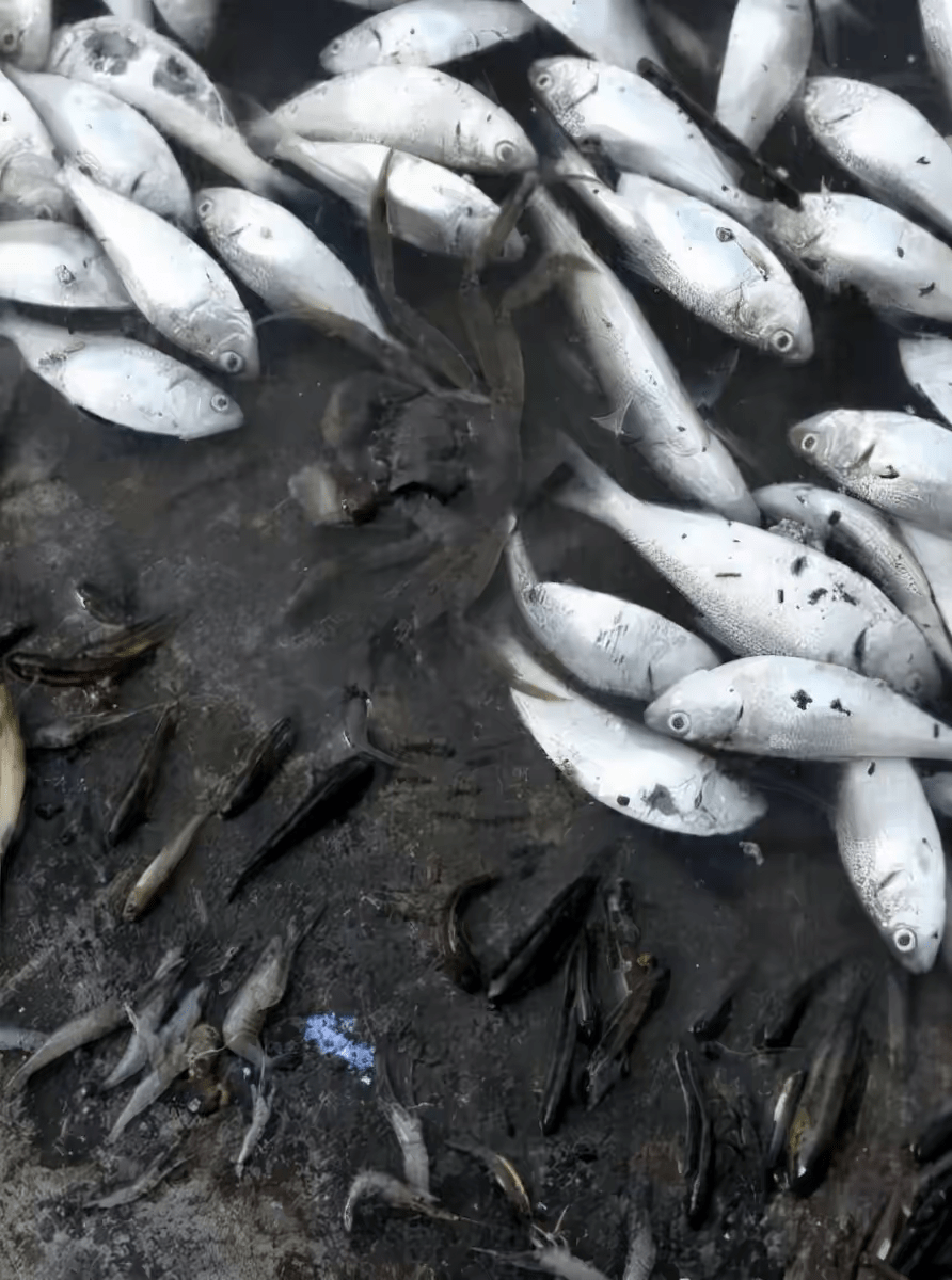 刻意抹黑中国火箭后外媒又造军演的谣海滩死鱼到底怎么回事