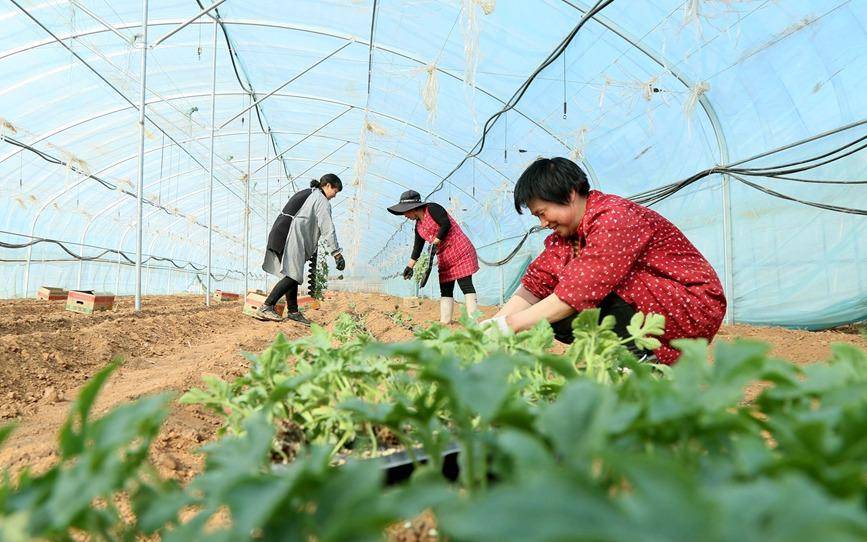 西瓜苗移栽注意事项 天气 苗床 秧苗