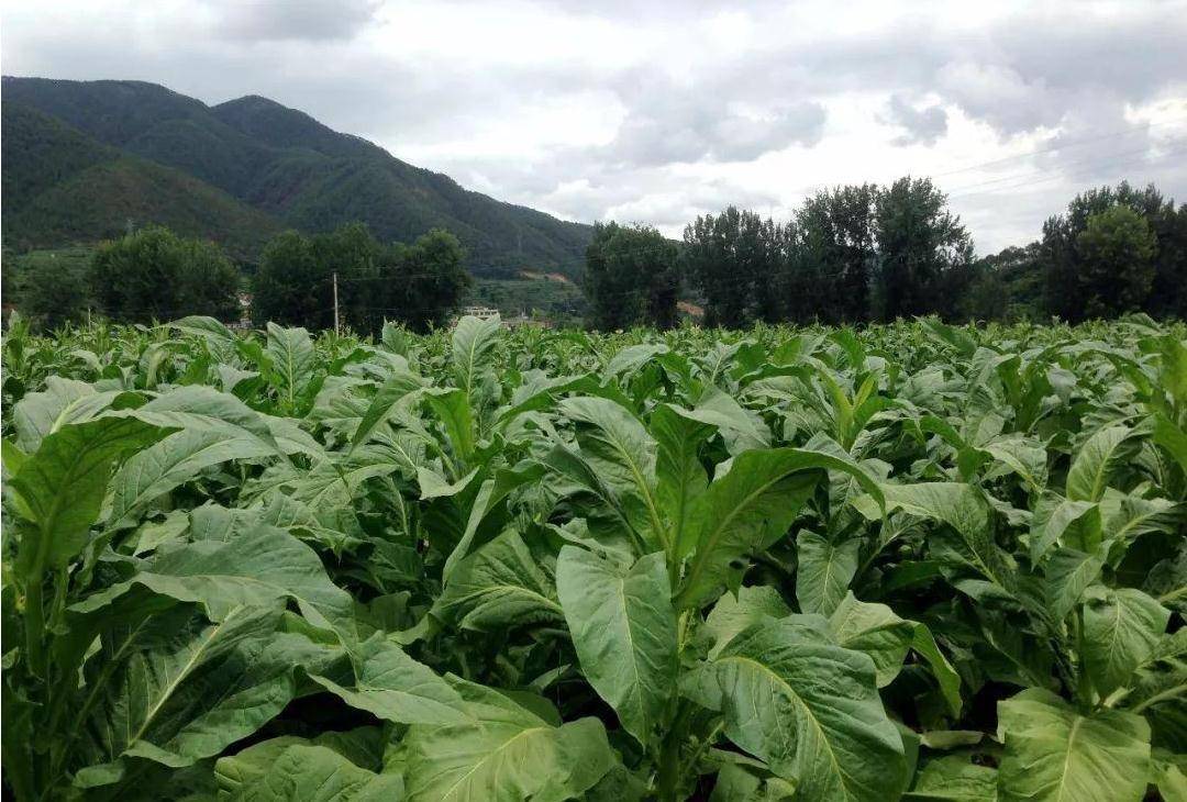 原创种植烟叶投资一千挣两千种植二十亩能够赚多钱农村小兰有话说